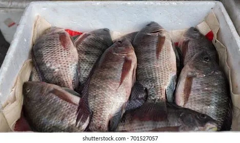 10kg Whole Tilapia