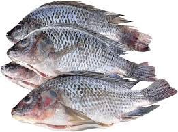 5kg Whole Tilapia