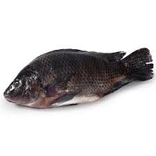 Medium Whole Tilapia