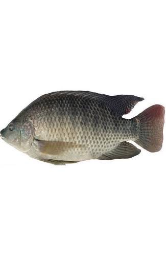 Small Whole Tilapia