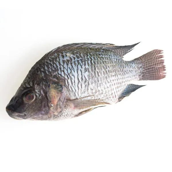 Large Whole Tilapia